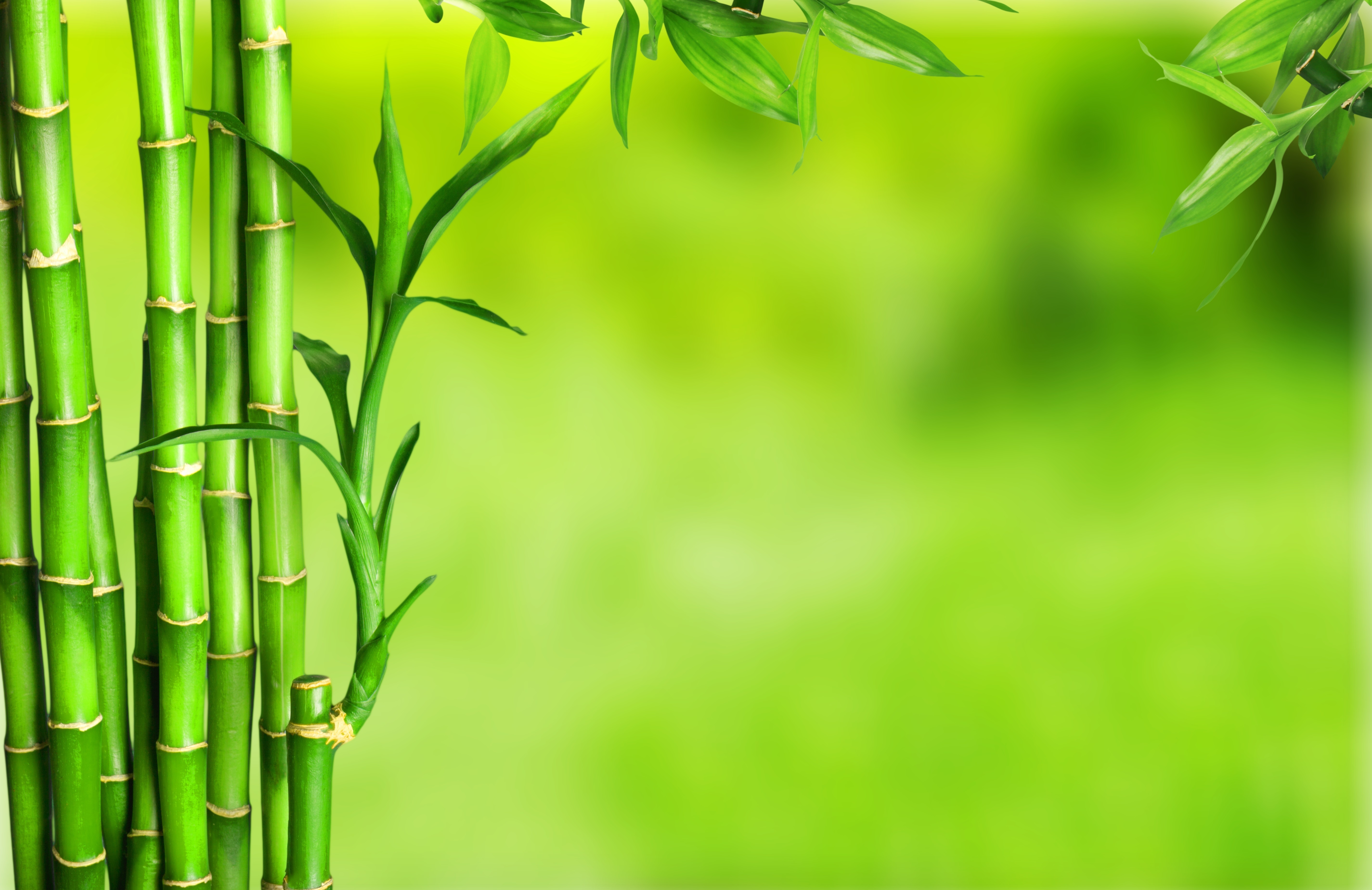 zöld bambuszok